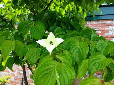 山ぼうしの花